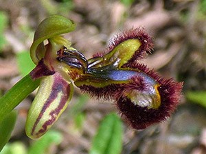 Mirror Ophrys - Ophrys vernixia © John Muddeman